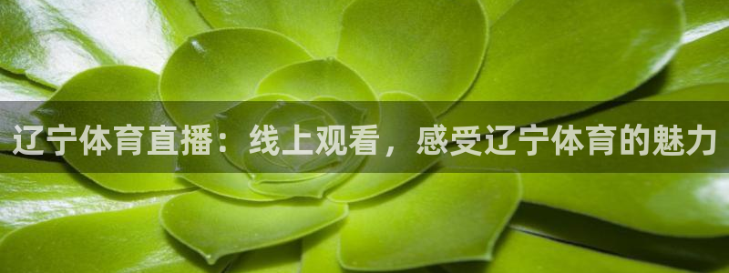 辽宁体育直播：线上观看，感受辽宁体育的魅力